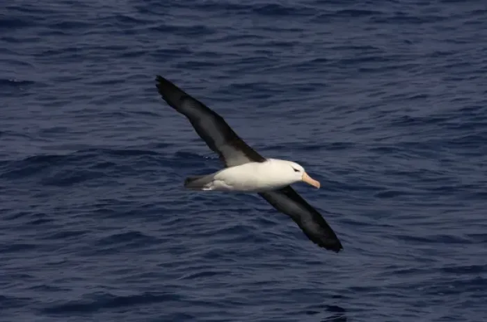 Framed Print : black-browed albatross, Diomedea melanophris, on the Southern Ocean, Drake Passage Framed Print : black-browed albatross, Diomedea melanophris, on the Southern Ocean, Drake Passage
