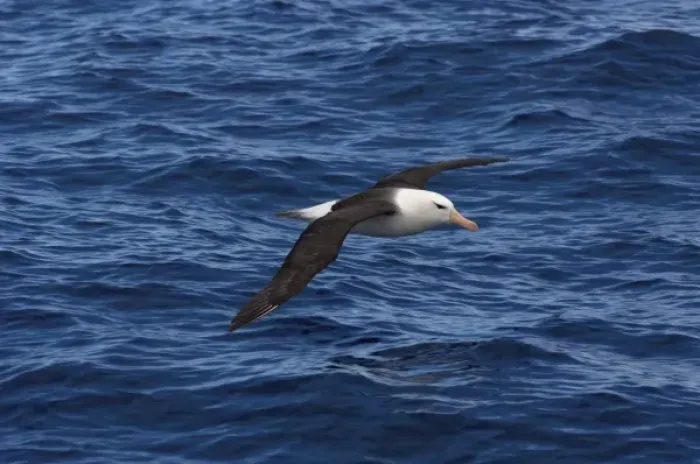 Framed Print : black-browed albatross, Diomedea melanophris, on the Southern Ocean, Drake Passage Framed Print : black-browed albatross, Diomedea melanophris, on the Southern Ocean, Drake Passage