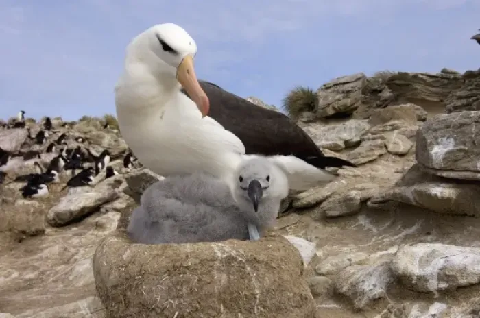 Framed Print : black-browed albatross, Diomedea melanophris, with chick on nest, New Island, Falkland Islands