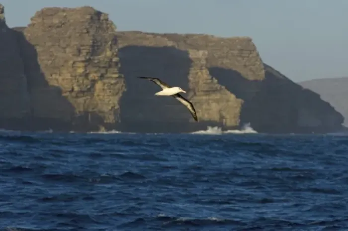 Framed Print : black-browed albatross, Diomedea melanophris, in flight off the Falkland Islands