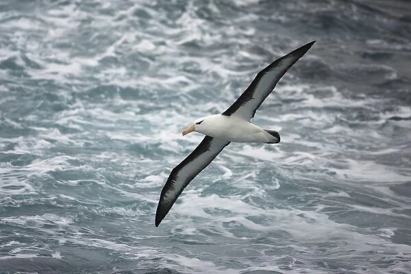 Black-browed Albatross, Diomedea melanophris, soaring over the Antarctic Ocean, Falkland Islands