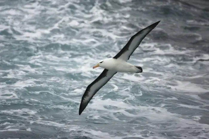 Framed Print : Black-browed Albatross, Diomedea melanophris, soaring over the Antarctic Ocean, Falkland Islands Framed Print : Black-browed Albatross, Diomedea melanophris, soaring over the Antarctic Ocean, Falkland Islands