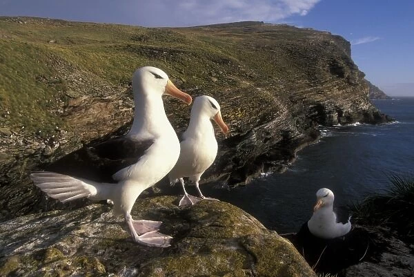 Black-Browed Albatross (Diomedea melanophris) West Point Island, Falkland Islands