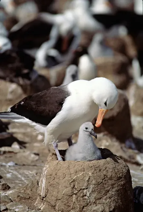 Framed Print : Black-browed Albatross (Diomedea melanophris) on nest with chick in the Falkland Islands