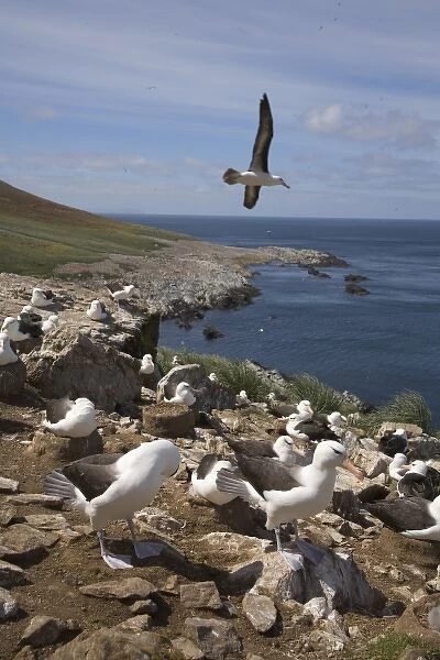 Black-browed albatross sore over the largest colony of black-browed albatross in the world