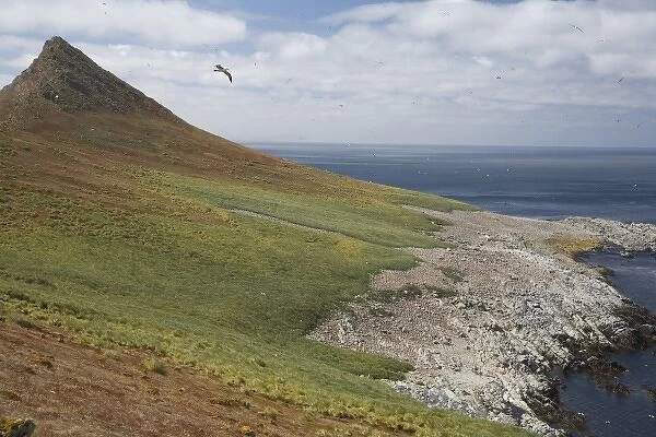 Black-browed albatross sore over the largest colony of black-browed albatross in the world