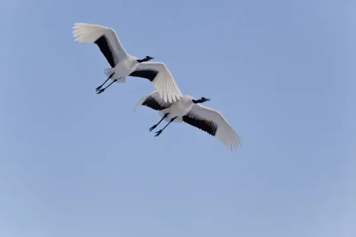 Framed Print : A Black-browed albatross sores around the largest colony of black-browed albatross in the world Framed Print : A Black-browed albatross sores around the largest colony of black-browed albatross in the world