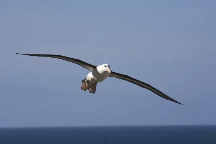 Framed Print : A Black-browed albatross sores around the largest colony of black-browed albatross in the world