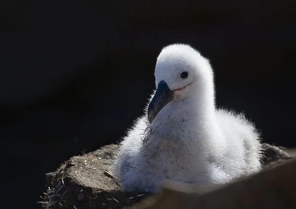Black-browed albatross (T. m. melanophris) chick in nest, New Island, Falkland Islands