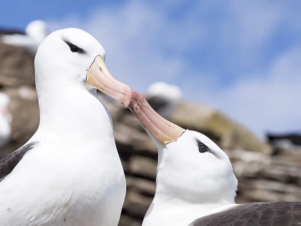 Black-browed Albatross ( Thalassarche melanophris ) or Mollymawk, ritualized greeting ceremony