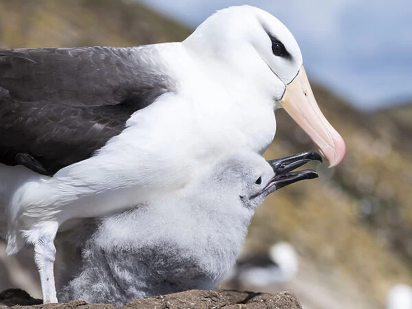 Black-browed Albatross ( Thalassarche melanophris ) or Mollymawk, chick with adult