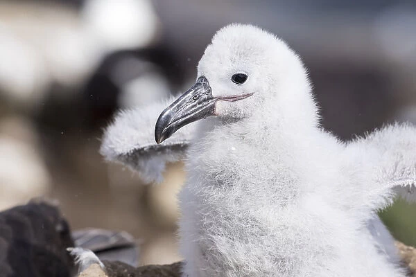Black-browed Albatross ( Thalassarche melanophris ) or Mollymawk, chick on tower shaped nest