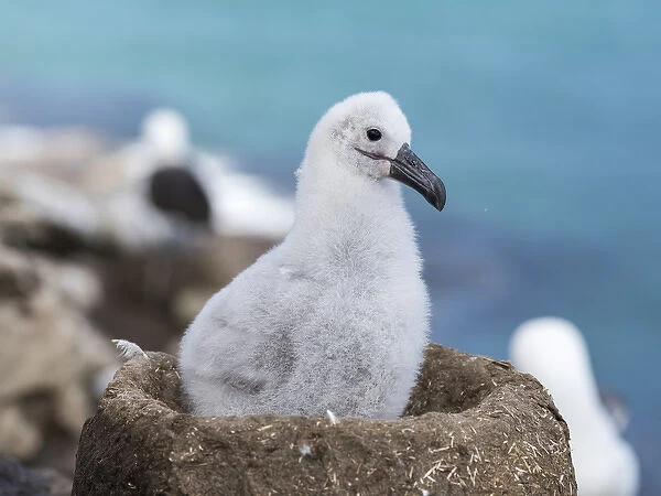 Black-browed Albatross ( Thalassarche melanophris ) or Mollymawk, chick on tower shaped nest
