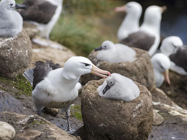 Black-browed Albatross ( Thalassarche melanophris ) or Mollymawk, adult bird