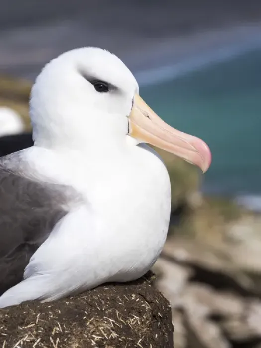 Framed Print : Black-browed Albatross ( Thalassarche melanophris ) or Mollymawk, portrait. South America