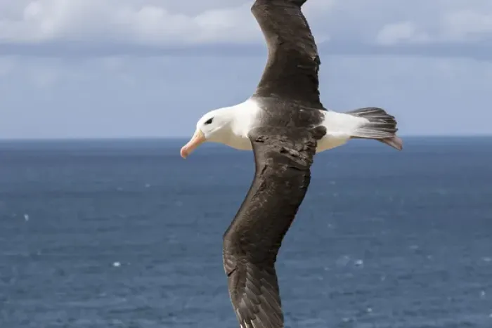 Framed Print : Black-browed Albatross ( Thalassarche melanophris ) or Mollymawk, flight shot. South America