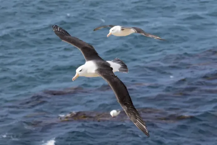 Framed Print : Black-browed Albatross ( Thalassarche melanophris ) or Mollymawk, flight shot. South America