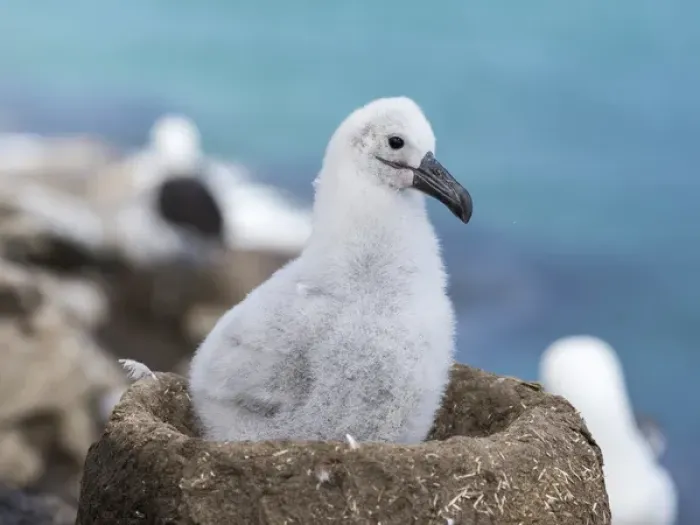 Framed Print : Black-browed Albatross ( Thalassarche melanophris ) or Mollymawk, chick on tower shaped nest