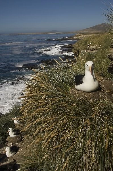 Black-browed Albatross (Thalassarche melanophrys) nesting onKeppel Island, off north