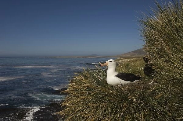 Black-browed Albatross (Thalassarche melanophrys) nesting onKeppel Island, off north