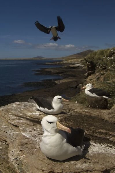 Black-browed Albatross (Thalassarche melanophrys) nesting colony, Keppel Island