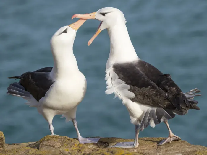 Framed Print : Black-browed albatross, typical courtship and greeting behavior, Falkland Islands Framed Print : Black-browed albatross, typical courtship and greeting behavior, Falkland Islands