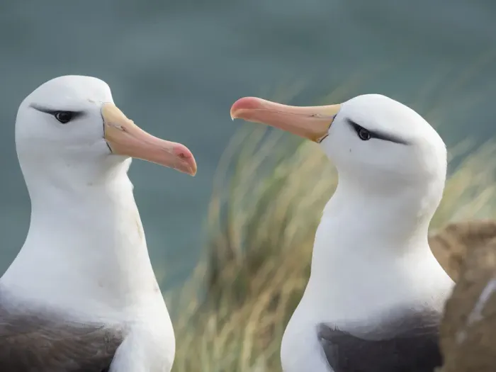 Framed Print : Black-browed albatross, typical courtship and greeting behavior, Falkland Islands