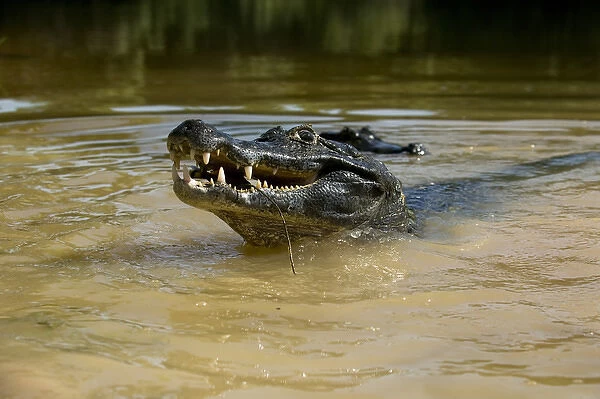 Black Caiman, Melanosuchus niger, lunging out of the muddy water around the Pantanal