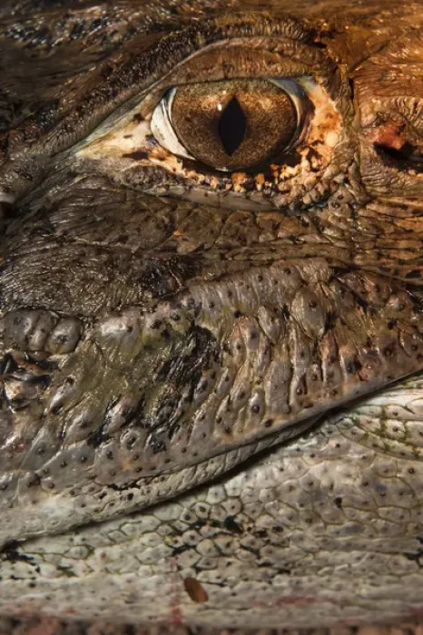 Framed Print : Black Caiman (Melanosuchus niger) detail CAPTIVE Yupukari Rupununi Framed Print : Black Caiman (Melanosuchus niger) detail CAPTIVE Yupukari Rupununi