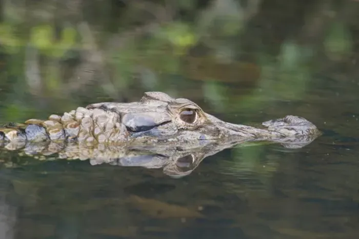 Framed Print : Black Caiman, (Melanosuchus niger) Oxbow Lake, Manu National Park, Amazon Basin, UNESCO