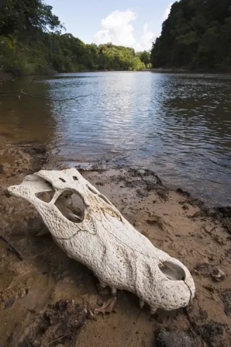 Framed Print : Black Caiman Skull (Melanosuchus niger) Rainforest Rewa River Iwokrama Reserve