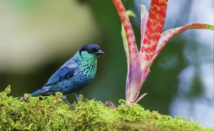 Framed Print : Black-capped tanager at home in the cloud forest habitat of Ecuador Framed Print : Black-capped tanager at home in the cloud forest habitat of Ecuador