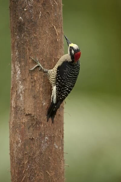 Black-cheeked Woodpecker, Melanerpes pucherani, Laguna del Lagarto Lodge, Costa Rica