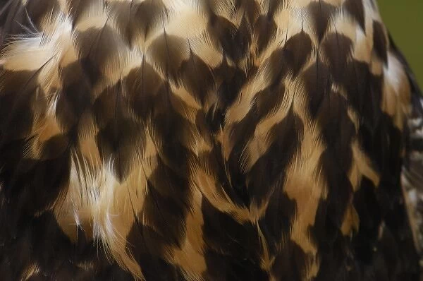 Black-chested Buzzard-Eagle (Geranoaetus melanoleucus, juvenile. Large raptor found