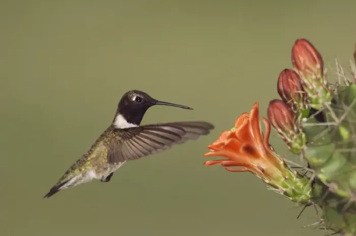 Framed Print : Black-chinned Hummingbird, Archilochus alexandri, male in flight feeding on Claret Cup Cactus Framed Print : Black-chinned Hummingbird, Archilochus alexandri, male in flight feeding on Claret Cup Cactus