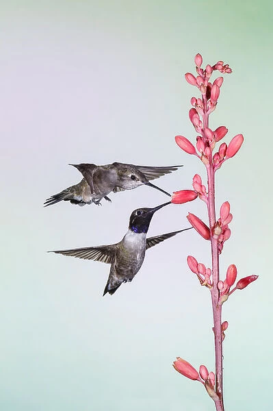 Black-chinned Hummingbird (Archilochus alexandri) adult male feeding