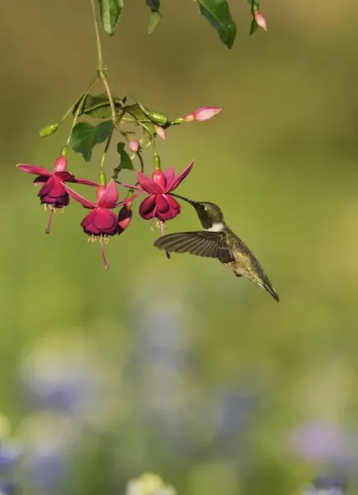Framed Print : Black-chinned Hummingbird (Archilochus alexandri), adult male feeding on blooming Fuchsia Framed Print : Black-chinned Hummingbird (Archilochus alexandri), adult male feeding on blooming Fuchsia