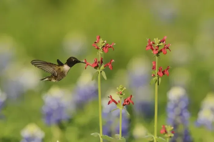 Framed Print : Black-chinned Hummingbird (Archilochus alexandri), adult male feeding on blooming Scarlet betony