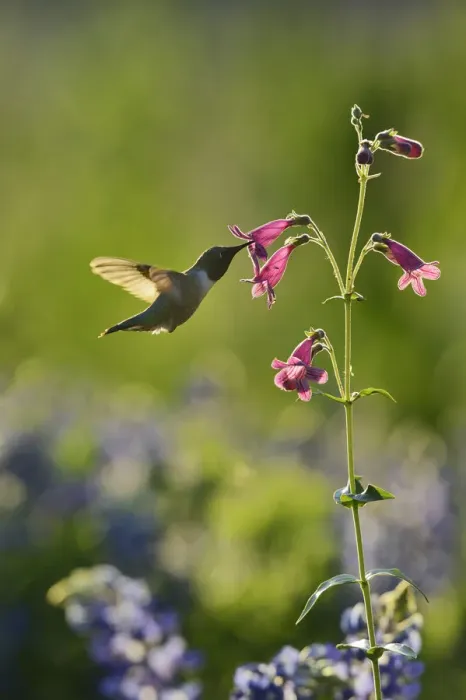 Framed Print : Black-chinned Hummingbird (Archilochus alexandri), adult male feeding on blooming Framed Print : Black-chinned Hummingbird (Archilochus alexandri), adult male feeding on blooming