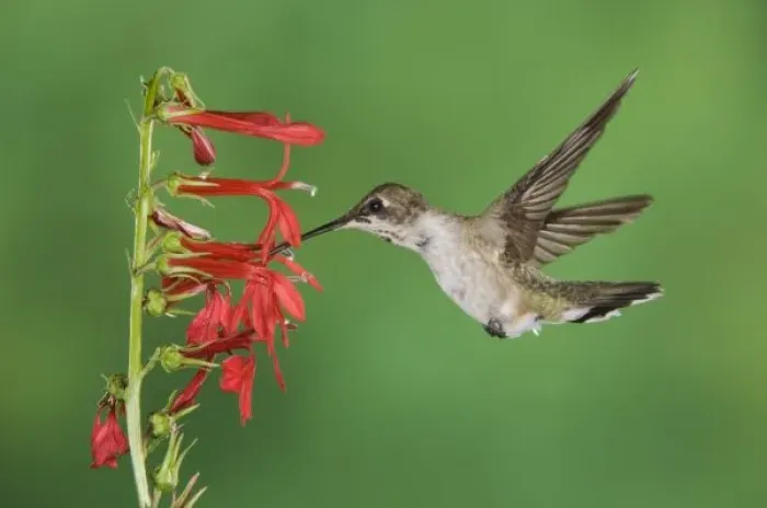 Framed Print : Black-chinned Hummingbird, Archilochus alexandri, immature male feeding on Cardinal Flower