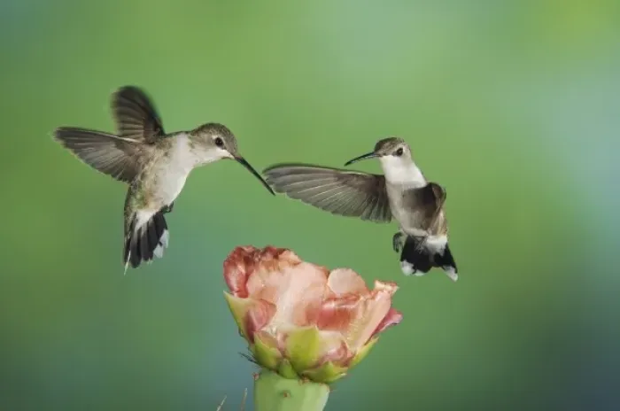 Framed Print : Black-chinned Hummingbird, Archilochus alexandri, two females in flight feeding