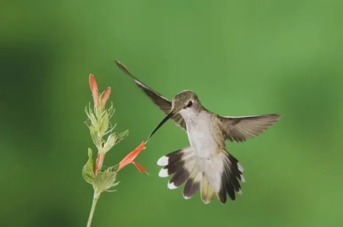 Framed Print : Black-chinned Hummingbird, Archilochus alexandri, female feeding on Sage Flower, Tucson