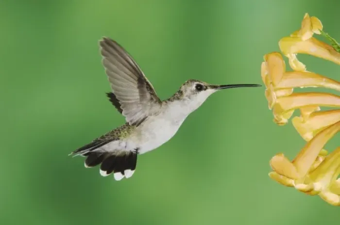 Framed Print : Black-chinned Hummingbird, Archilochus alexandri, female feeding on Yellow Trumpet Flower