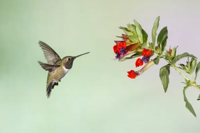Framed Print : Black-chinned Hummingbird (Archilochus alexandri) adult male feeding Framed Print : Black-chinned Hummingbird (Archilochus alexandri) adult male feeding