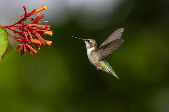 Framed Print : Black-chinned Hummingbird (Archilochus alexandri) feeding