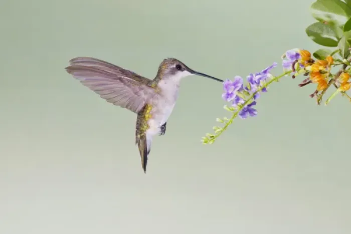 Framed Print : Black-chinned Hummingbird (Archilochus alexandri) female feeding at flowers, s. Texas