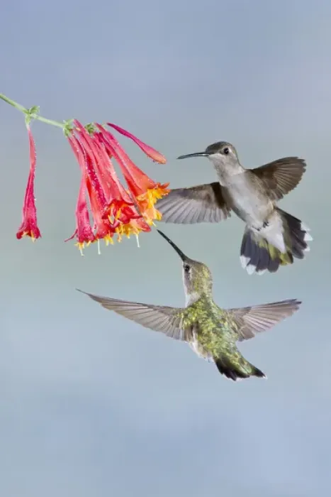 Framed Print : Black-chinned Hummingbird (Archilochus alexandri) female feeding at flowers, Texas Framed Print : Black-chinned Hummingbird (Archilochus alexandri) female feeding at flowers, Texas