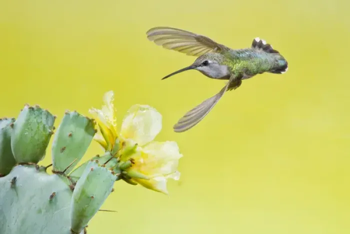 Framed Print : Black-chinned Hummingbird (Archilochus alexandri) female feeding at prickly pear cactus flowers