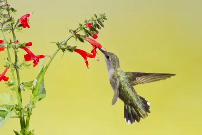 Framed Print : Black-chinned Hummingbird (Archilochus alexandri) female feeding at red salvia flowers Framed Print : Black-chinned Hummingbird (Archilochus alexandri) female feeding at red salvia flowers