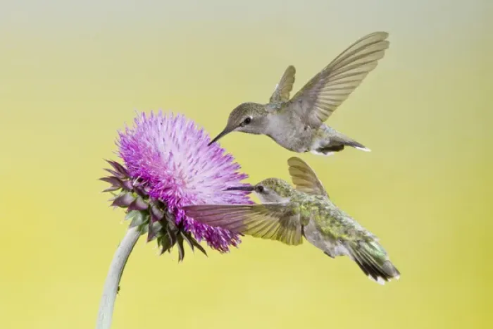 Framed Print : Black-chinned Hummingbird (Archilochus alexandri) females feeding at flowers, Texas Framed Print : Black-chinned Hummingbird (Archilochus alexandri) females feeding at flowers, Texas